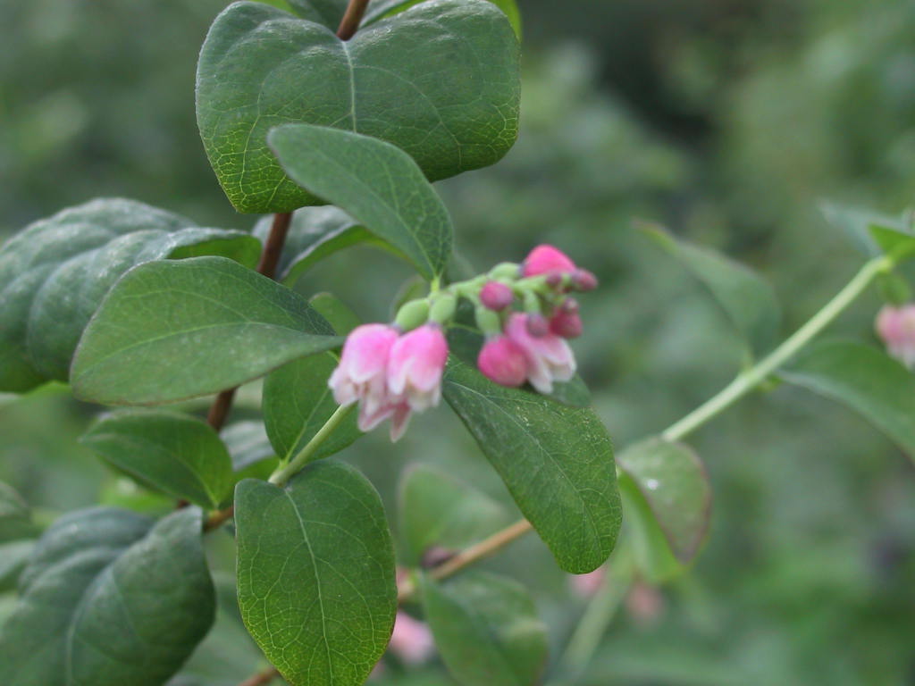 Symphoricarpos albus var. laevigatus - Bluete unscharf.jpg